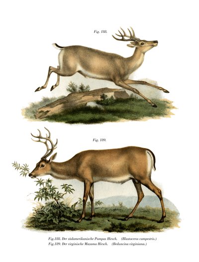 Cerf des pampas, 1860 - German School